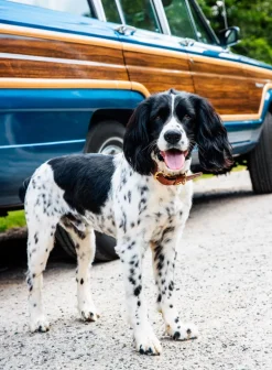 Brenton Cay Dog Collar