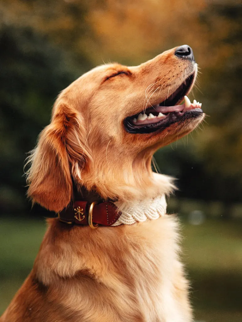 The Knotty Dog Collar- White